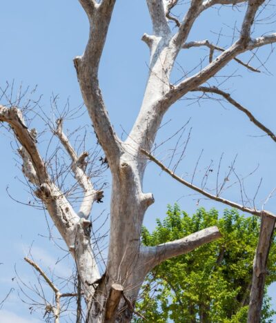 5 Ways to Tell If You Have a Dead Tree in Your Yard